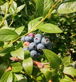 Bluberry plant