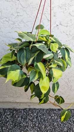 6" Philodendron 'Brasil'