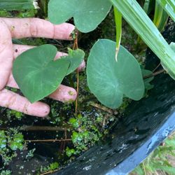 Baby Water Plants 🌱 