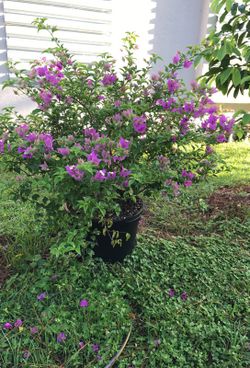 Purple Bougainvillea Bush in 15 gallon pot
