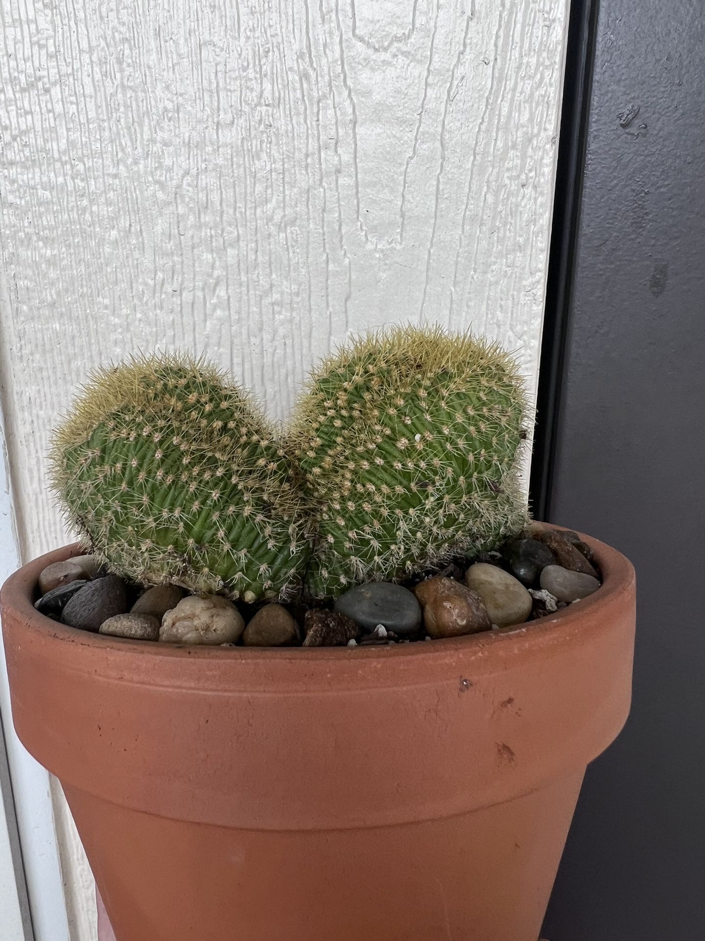 Crested Cactus