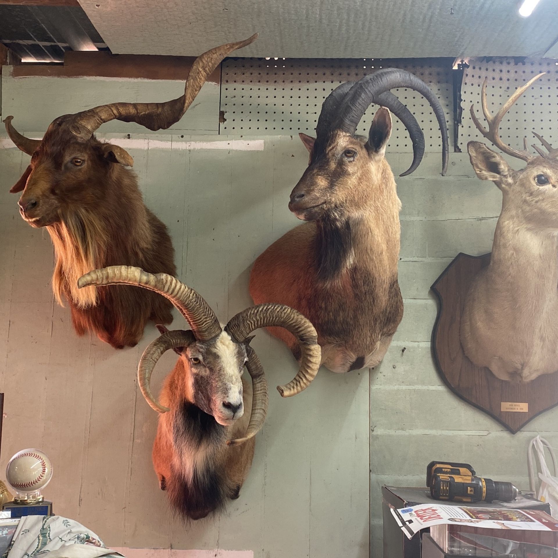 Taxidermy  Deer  Heads Start at $100 Each & Rams $ 875