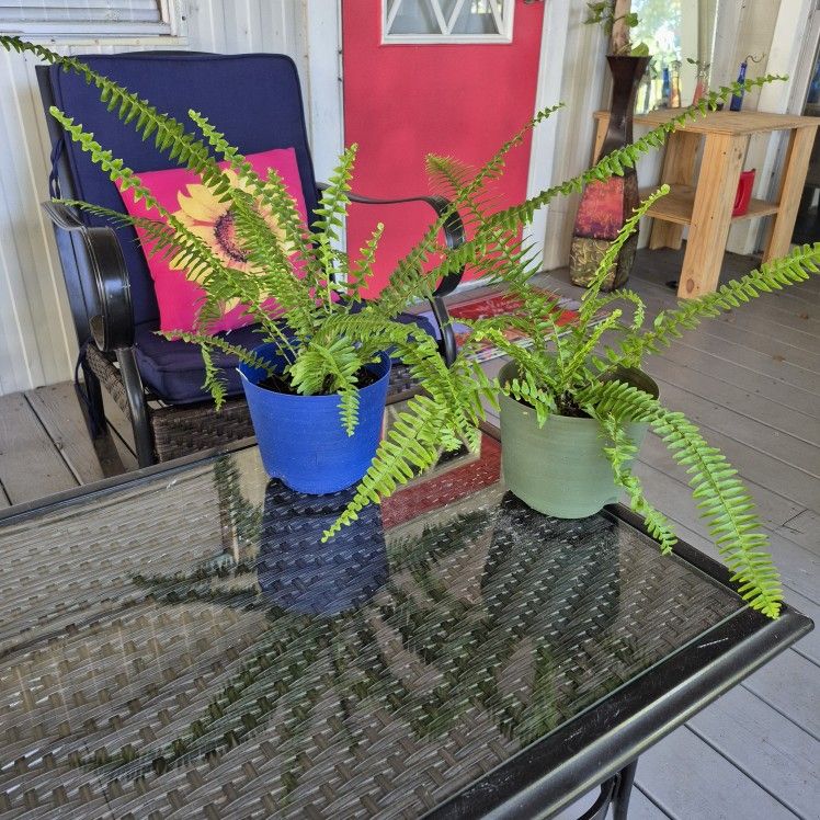 Sword Fern Plant