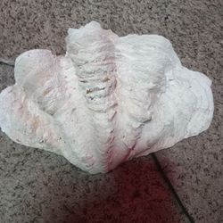 Giant Sea Shell