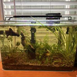 Betta Tank