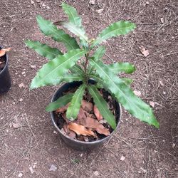 Macadamia Seedlings