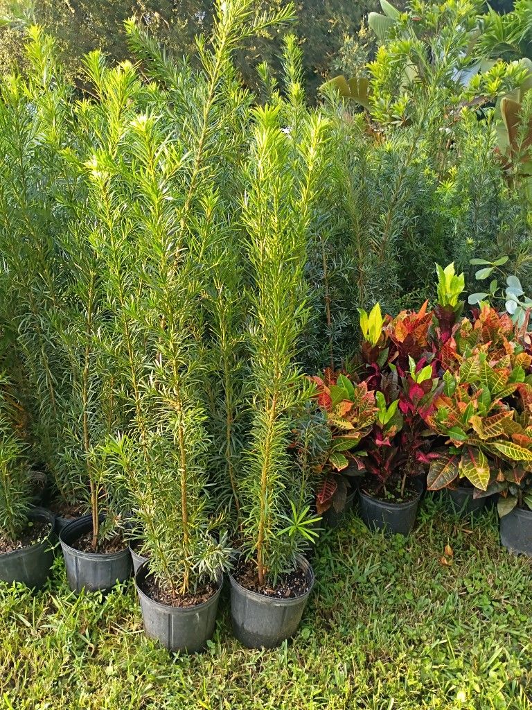 Huge Podocarpus Over 4 Feet Tall Instant Privacy Hedge For Fence