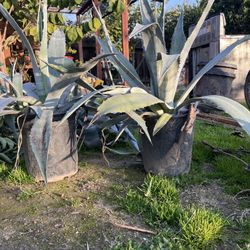 Maguey Plant