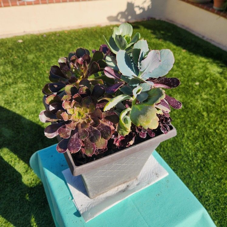 6 Assorted Succulants In Pot