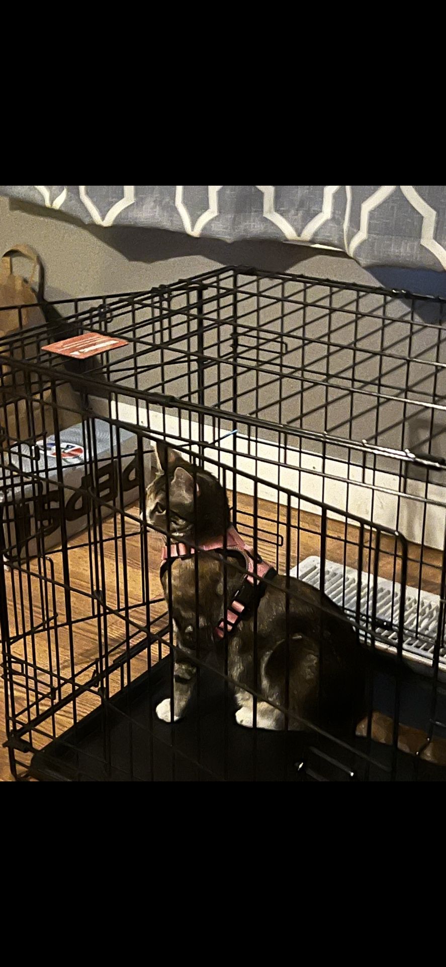 Dog Pen