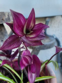3-1 ORGANIC SPIDER PLANT/PURPLE WANDERING JEW/SWEDISH IVY PLANTS.