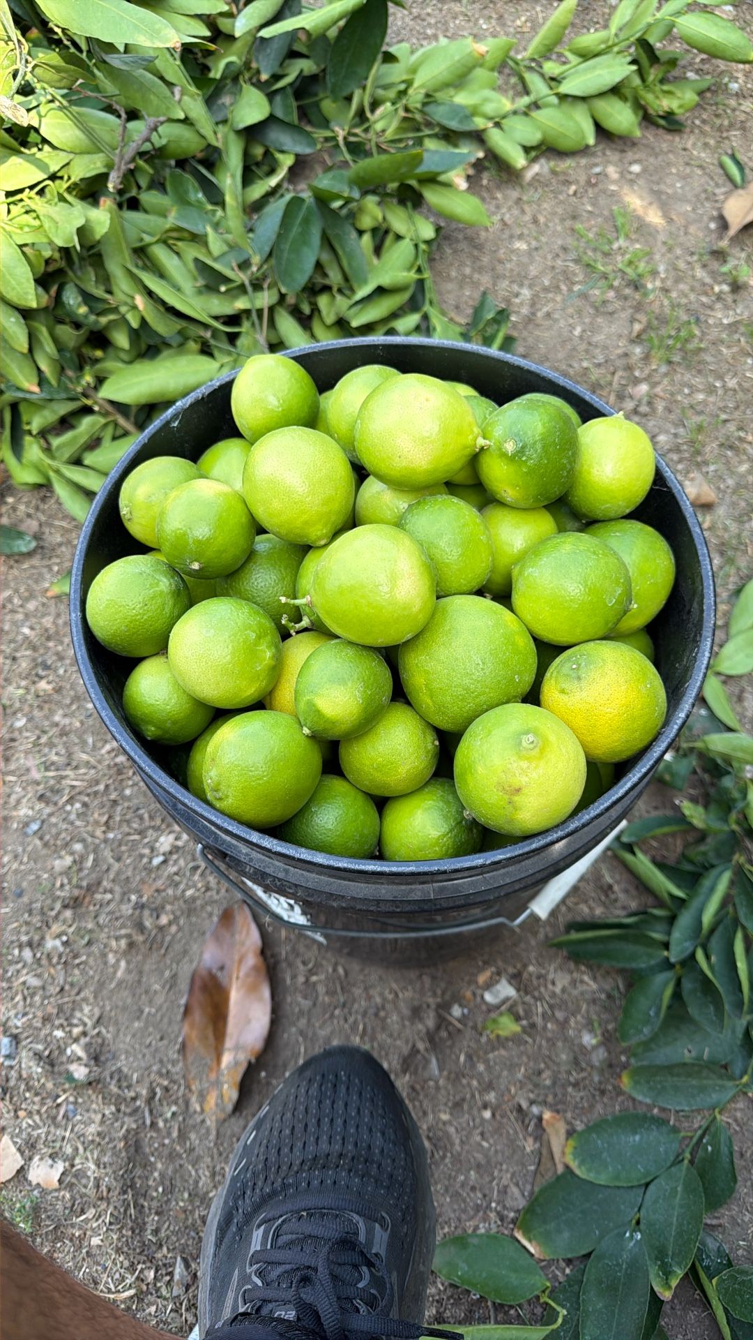 Home Grown Limes