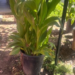 $15 Estás Plantas, Tengo Roja Este Color Que Puse Y Color Naranja qué