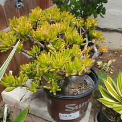 Succulent Plant