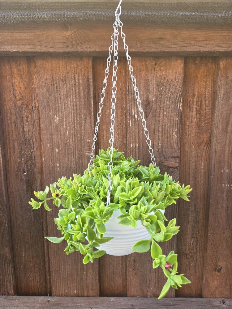 Hanging Baby Sunrose