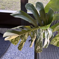 Monstera Albo Large 