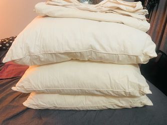 Set of 3 AllerEase Organic Cotton Standard/Queen Pillows + Matching Covers