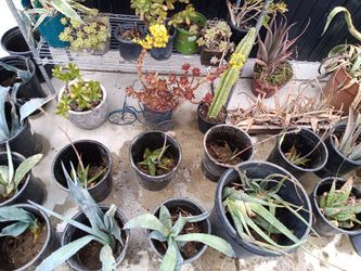Variety Of Plants On Sale!