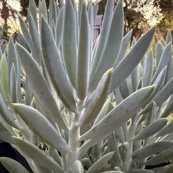 Skyscraper Senecio Succulent Plant 