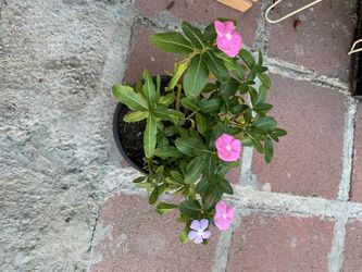 Plantas en buenas condiciones