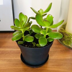 Jade plants in 6” pot