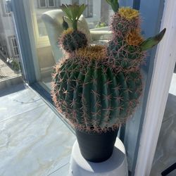 Artificial Cactus Plant 