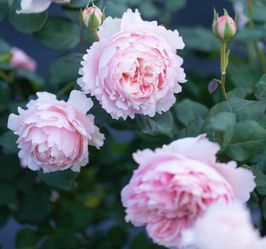 Rare Chinese Rose Plant-Yanzi