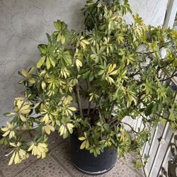 Ornamental Plant