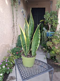 Sensaveria Laurentii "Snake " Plant $28