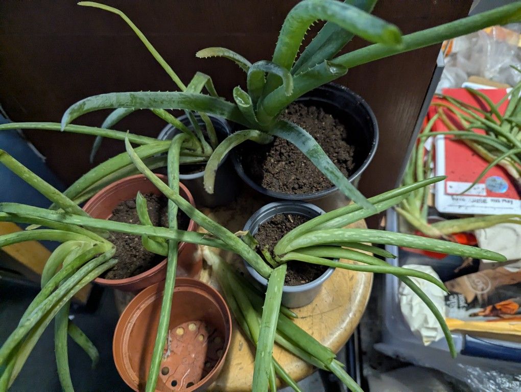 Aloe Vera Plant