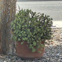Large Elephant ear Plant In TerraCotta Pot