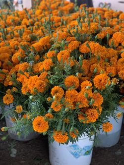 Marigolds / cempasuchil