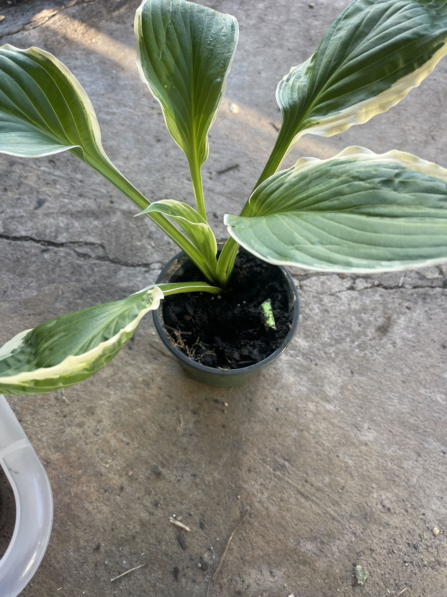 Hosta Plants 🪴