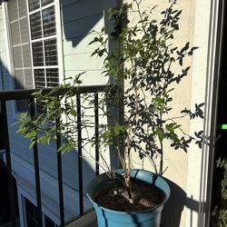 Citrus Plant potted in 20inch Blue Pot with saucer