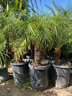 Pygmy date Palm tree