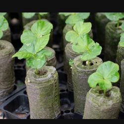 Jiffy Pots  Garden Supplies 