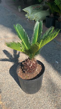 Palm trees