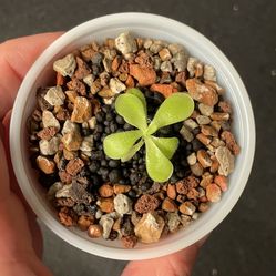 Pinguicula Kewensis