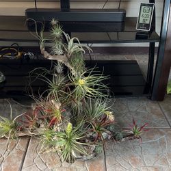 Driftwood & Air Plants 