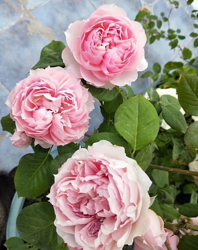 Monique Darve Rose Plant