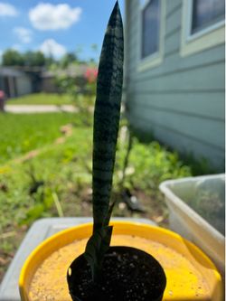 Snake plant