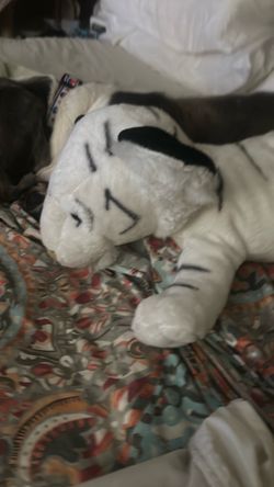 Sweet tiger laying down life like