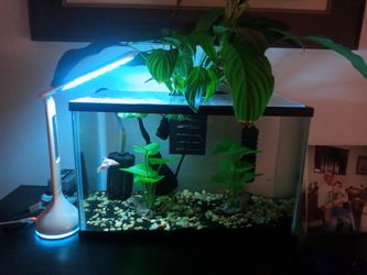 5 Gallon Aquarium