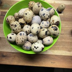 Fresh Quail Egg For Sale 