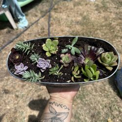 Succulents