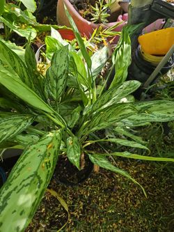 Aglanoema 28" high