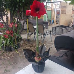 Mother's Day Flower