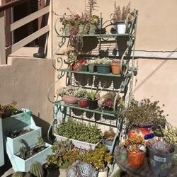 HUGE Succulents/Plants Sale in Encanto- Great Prices 