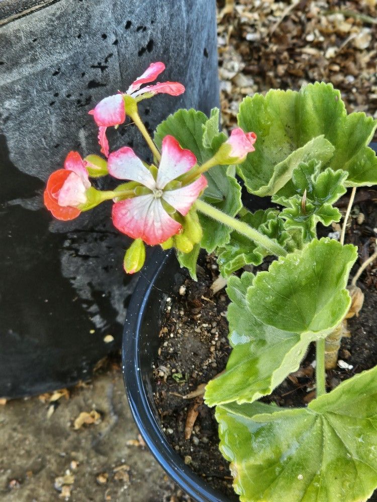 Malva Roja Matizada