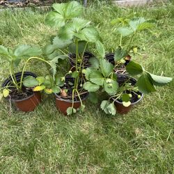 6-inch strawberry plant